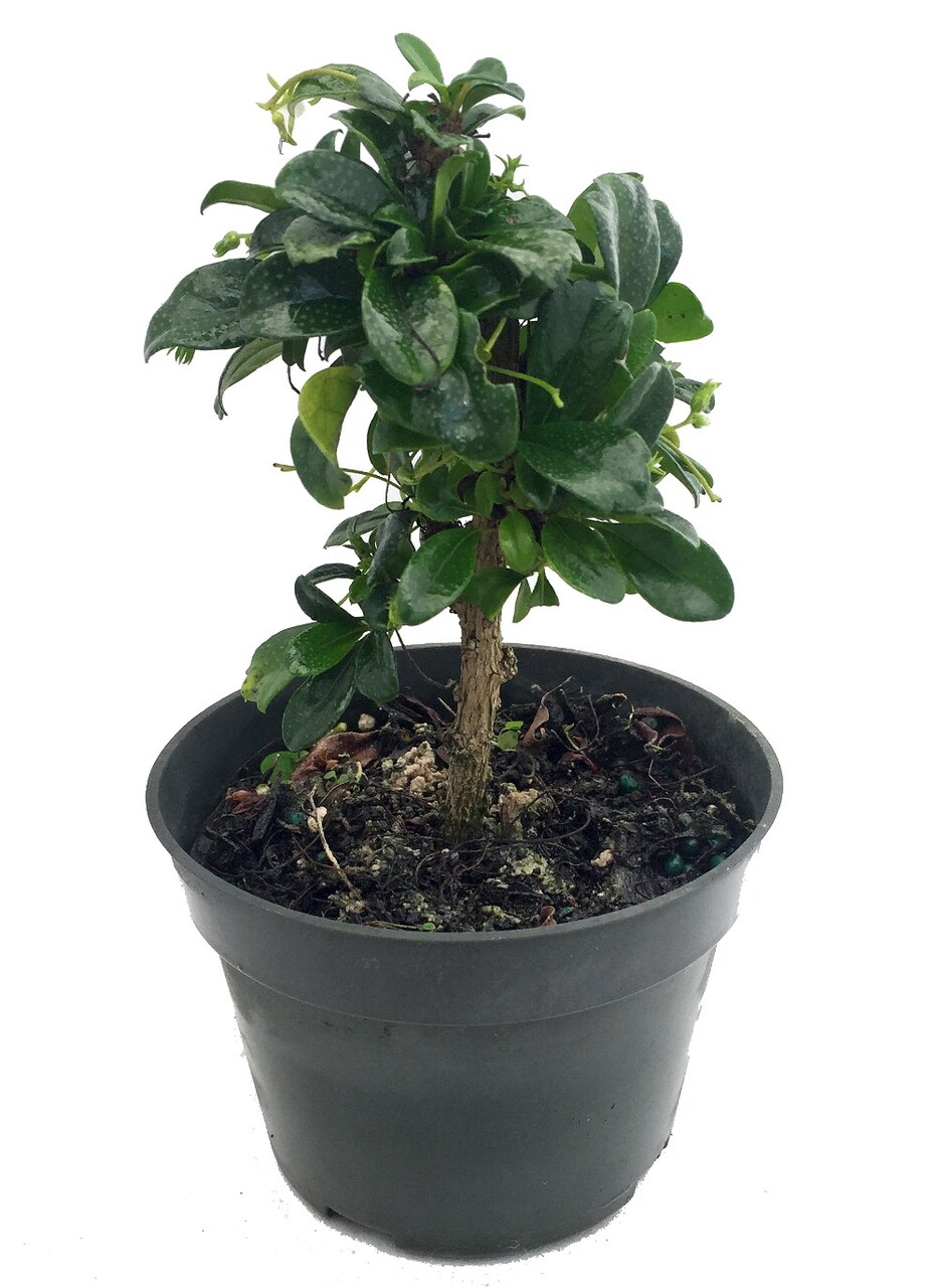 Fukien Tea Bonsai Tree - Carmona - 4" Pot - Indoor Houseplant